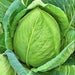 Cabbage, Charleston Wakefield, - BoxGardenSeedsLLC -Cabbage, Kale - Seeds