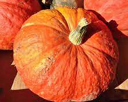 Hopi Orange, Winter Squash - BoxGardenSeedsLLC -Squash,Pumpkins - Seeds