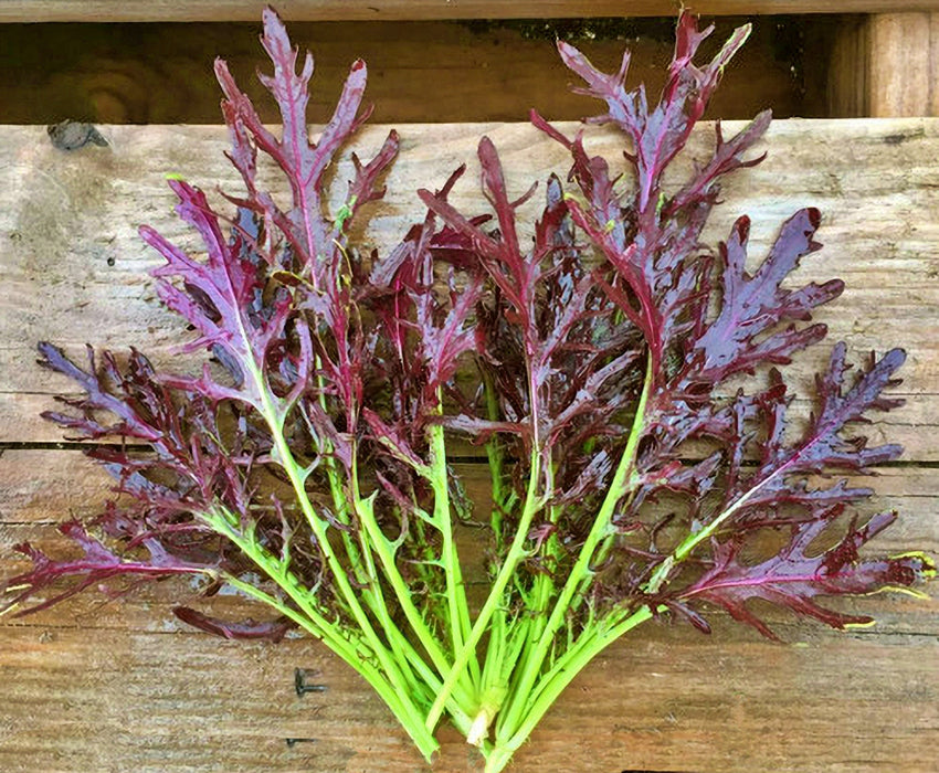 Crimson Tide, Mustard, -- BoxGardenSeedsLLC -Gourmet/Native Greens - Seeds