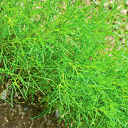 Saltwort, Culinary & Medicinal Herbs - BoxGardenSeedsLLC - Culinary/Medicinal Herbs - Seeds - USA Seller, Thank you for shopping here today, Naturally Grown GMO Free Seeds, Heirloom Open Pollinated Seeds, Fresh Top Quality Premium Seeds