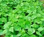 Top Crop, Bush Beans, -- BoxGardenSeedsLLC -Beans / Dry Beans - Seeds