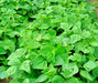 Top Crop, Bush Beans, -- BoxGardenSeedsLLC -Abundant Stock SALE - Seeds