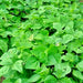 Tendergreen, Bush Beans, - BoxGardenSeedsLLC -Beans / Dry Beans - Seeds