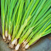 Evergreen Hardy White, Bunching Onion, - BoxGardenSeedsLLC -Onions,Leeks - Seeds