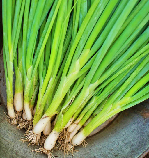 Evergreen Hardy White, Bunching Onion, - BoxGardenSeedsLLC -Onions,Leeks - Seeds