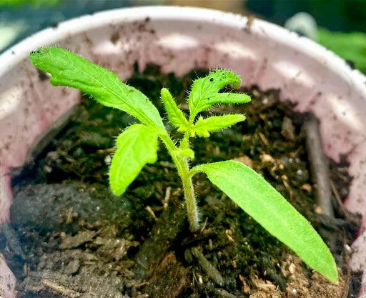 Spring King, Tomato - BoxGardenSeedsLLC -Tomatoes,Tomatillos - Seeds