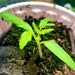 Amish Paste Tomato Seeds - Non-GMO Heirloom for Sauces and Canning - BoxGardenSeedsLLC -Tomatoes,Tomatillos - Seeds