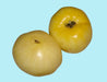 Great White, Tomato, -- BoxGardenSeedsLLC -Tomatoes,Tomatillos - Seeds