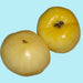 Great White, Tomato, - BoxGardenSeedsLLC -Tomatoes,Tomatillos - Seeds