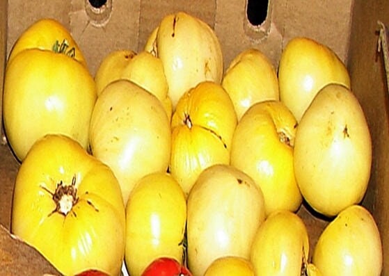 Great White, Tomato - BoxGardenSeedsLLC - Tomatoes,Tomatillos - Seeds - 