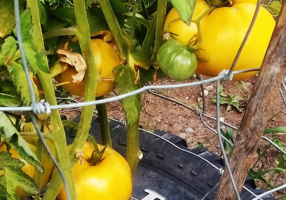 Great White, Tomato, -- BoxGardenSeedsLLC -Tomatoes,Tomatillos - Seeds