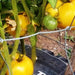 Great White, Tomato, - BoxGardenSeedsLLC -Tomatoes,Tomatillos - Seeds