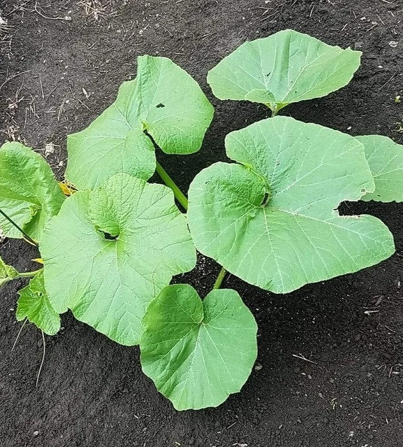 Tours, Pumpkin, - BoxGardenSeedsLLC -Squash,Pumpkins - Seeds