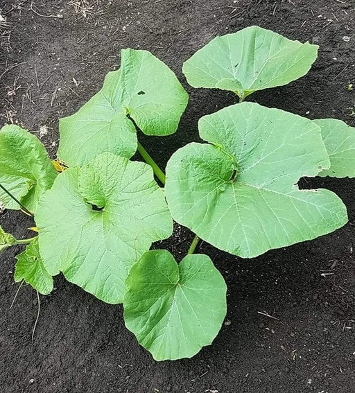 Cushaw Orange Stripe, Winter Squash - BoxGardenSeedsLLC -Squash,Pumpkins - Seeds