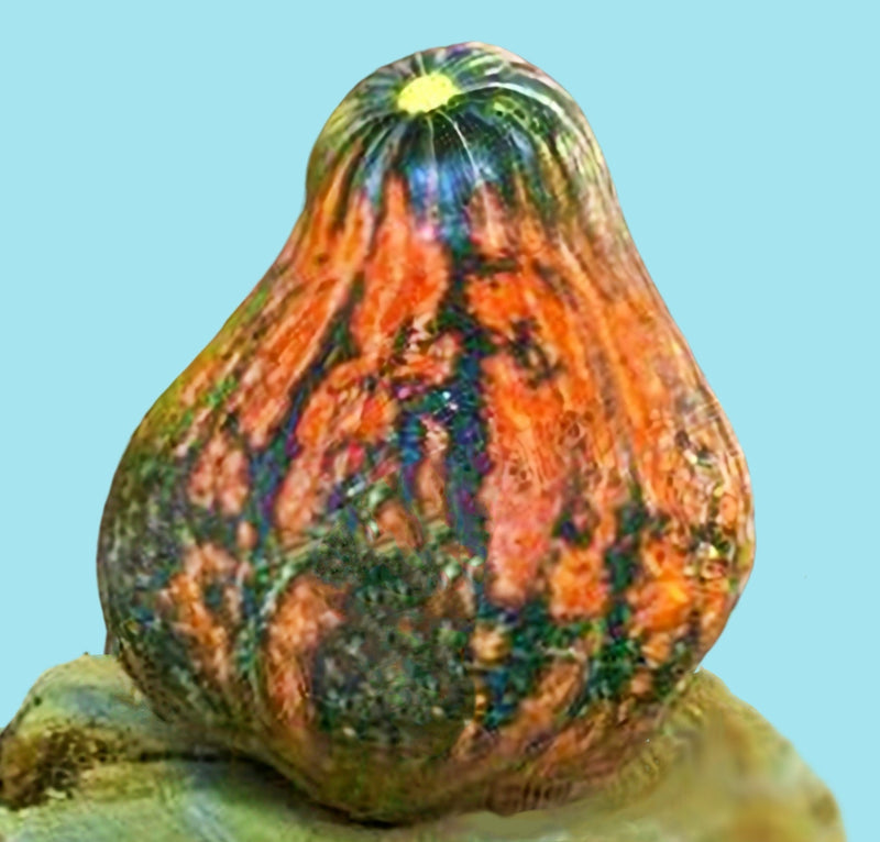 Lakota, Winter Squash - BoxGardenSeedsLLC - Squash,Pumpkins - Seeds - USA Seller, Thank you for shopping here today, Naturally Grown GMO Free Seeds, Heirloom Open Pollinated Seeds, Fresh Top Quality Premium Seeds