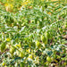 Garbanzo, Bush Beans, - BoxGardenSeedsLLC -Abundant Stock SALE - Seeds