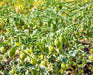 Garbanzo, Bush Beans, -- BoxGardenSeedsLLC -Beans / Dry Beans - Seeds