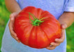 - BoxGardenSeedsLLC - Delicious, Tomato, - Tomatoes,Tomatillos - Seeds