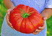 Delicious, Tomato - BoxGardenSeedsLLC - ABS - Seeds