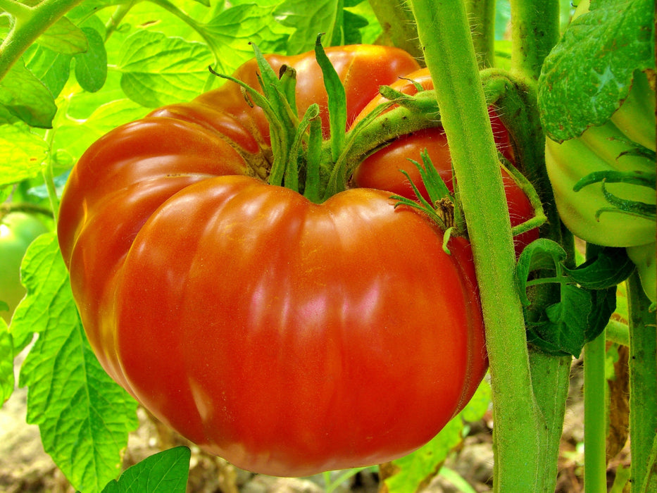 - BoxGardenSeedsLLC - Delicious, Tomato, - - Seeds