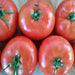 Moscow, Tomato, - BoxGardenSeedsLLC -Abundant Stock SALE - Seeds