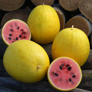 Golden Midget, Watermelon - BoxGardenSeedsLLC - Melons, Cantaloupe - Seeds - USA Seller, Thank you for shopping here today, Naturally Grown GMO Free Seeds, Heirloom Open Pollinated Seeds, Fresh Top Quality Premium Seeds
