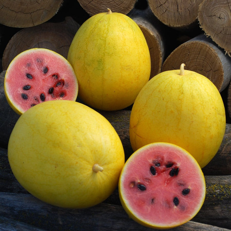 Golden Midget, Watermelon - BoxGardenSeedsLLC - Melons, Cantaloupe - Seeds - USA Seller, Thank you for shopping here today, Naturally Grown GMO Free Seeds, Heirloom Open Pollinated Seeds, Fresh Top Quality Premium Seeds