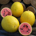 - BoxGardenSeedsLLC - Golden Midget, Watermelon, - Melons, Cantaloupe - Seeds
