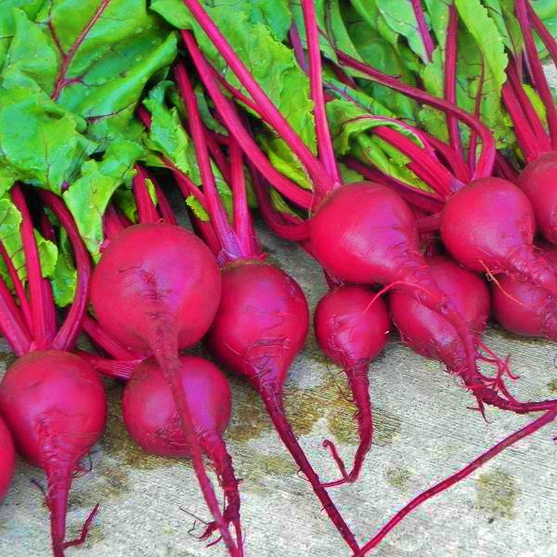 Babybeat, Beets - BoxGardenSeedsLLC - Beet,Turnips,Parsnips - Seeds - USA Seller, Thank you for shopping here today, Naturally Grown GMO Free Seeds, Heirloom Open Pollinated Seeds, Fresh Top Quality Premium Seeds