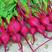 Babybeat, Beets, - BoxGardenSeedsLLC -Abundant Stock SALE - Seeds