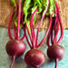 Babybeat, Beets, - BoxGardenSeedsLLC -Abundant Stock SALE - Seeds