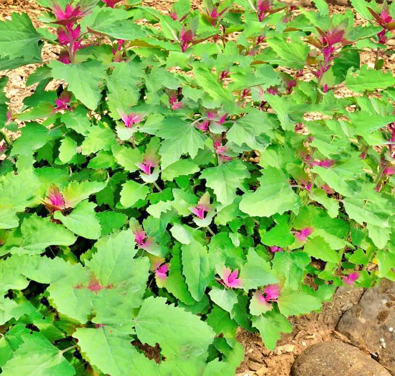 Magenta Spreen, Lambsquarters - BoxGardenSeedsLLC - Gourmet/Native Greens - Seeds - USA Seller, Thank you for shopping here today, Naturally Grown GMO Free Seeds, Heirloom Open Pollinated Seeds, Fresh Top Quality Premium Seeds