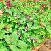 Magenta Spreen, Lambsquarters, - BoxGardenSeedsLLC -Gourmet/Native Greens - Seeds