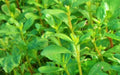 Green Purslane, Purslane -- BoxGardenSeedsLLC -Gourmet/Native Greens - Seeds