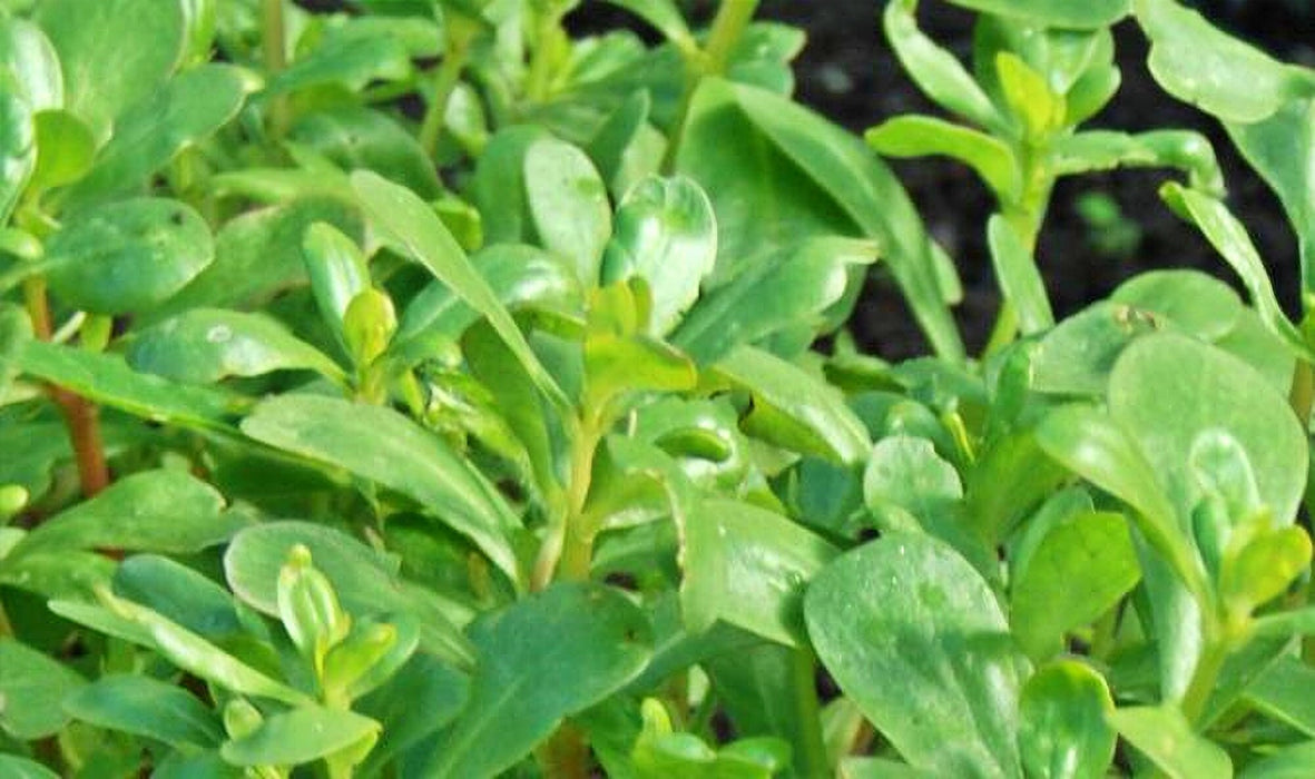 Green Purslane, Purslane - BoxGardenSeedsLLC -Gourmet/Native Greens - Seeds