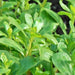 Green Purslane, Purslane - BoxGardenSeedsLLC -Gourmet/Native Greens - Seeds