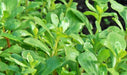 Green Purslane, Purslane -- BoxGardenSeedsLLC -Gourmet/Native Greens - Seeds