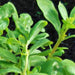 Green Purslane, Purslane - BoxGardenSeedsLLC -Gourmet/Native Greens - Seeds