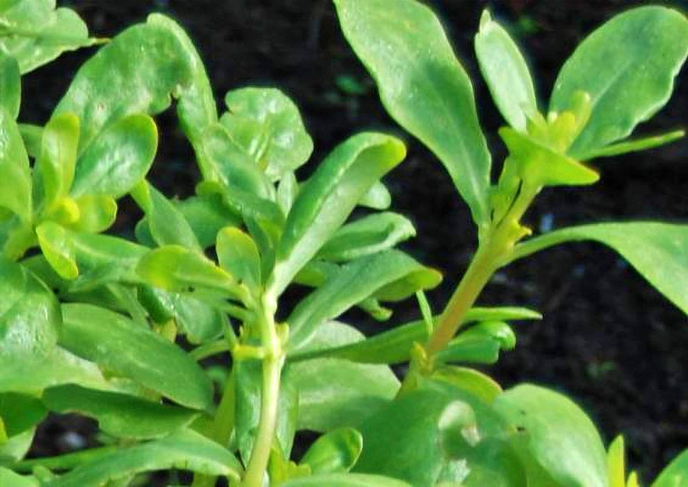 Green Purslane, Purslane - BoxGardenSeedsLLC -Gourmet/Native Greens - Seeds