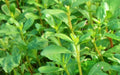 Green Purslane, Purslane -- BoxGardenSeedsLLC -Gourmet/Native Greens - Seeds