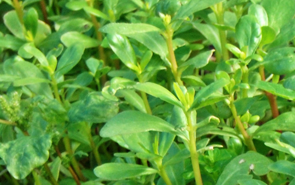 Green Purslane, Purslane - BoxGardenSeedsLLC -Gourmet/Native Greens - Seeds