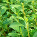 Green Purslane, Purslane - BoxGardenSeedsLLC -Gourmet/Native Greens - Seeds