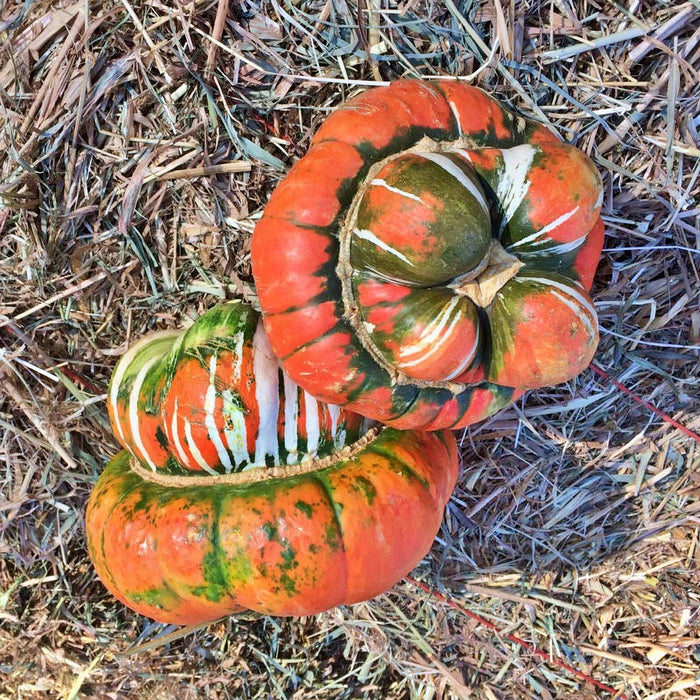 Turks Turban, Squash/Gourd, -- BoxGardenSeedsLLC -Squash,Pumpkins - Seeds