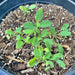 Broadleaf Garden Sage, Culinary & Medicinal Herbs, - BoxGardenSeedsLLC -Culinary/Medicinal Herbs - Seeds