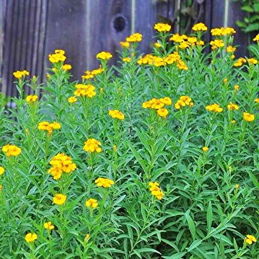 Mexican Tarragon, Mexican Marigold, - BoxGardenSeedsLLC -Culinary/Medicinal Herbs - Seeds