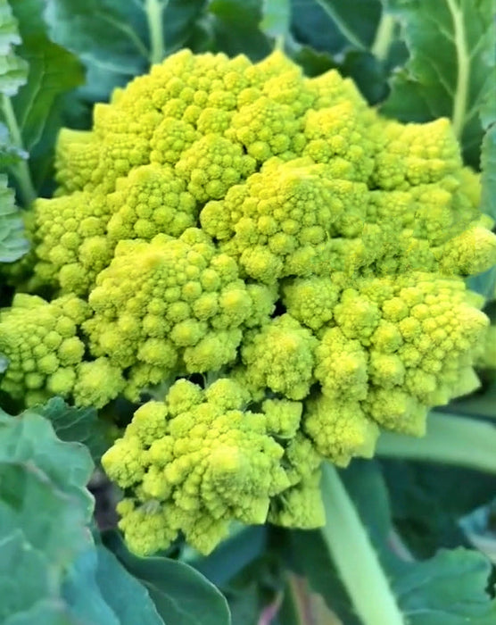 Romanesco Italian, Broccoli, -- BoxGardenSeedsLLC -Broccoli,Cauliflower - Seeds