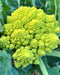 Romanesco Italian, Broccoli, -- BoxGardenSeedsLLC -Broccoli,Cauliflower - Seeds