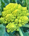 - BoxGardenSeedsLLC - Romanesco Italian Broccoli - Broccoli,Cauliflower - Seeds
