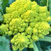 Romanesco Italian, Broccoli, - BoxGardenSeedsLLC -Broccoli,Cauliflower - Seeds