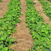 Blue Lake 274, Bush Beans, - BoxGardenSeedsLLC -Abundant Stock SALE - Seeds